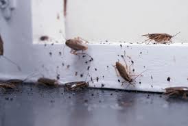 Home kitchen cleaned and prepared for German cockroach treatment