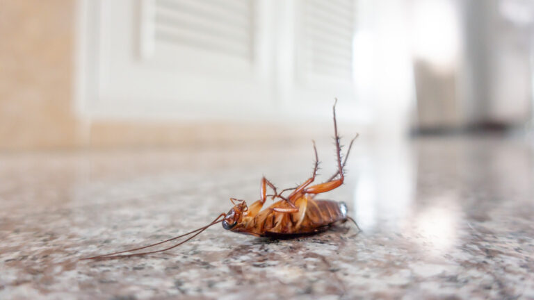 What to expect after pest control treatment - dead cockroach on floorboard