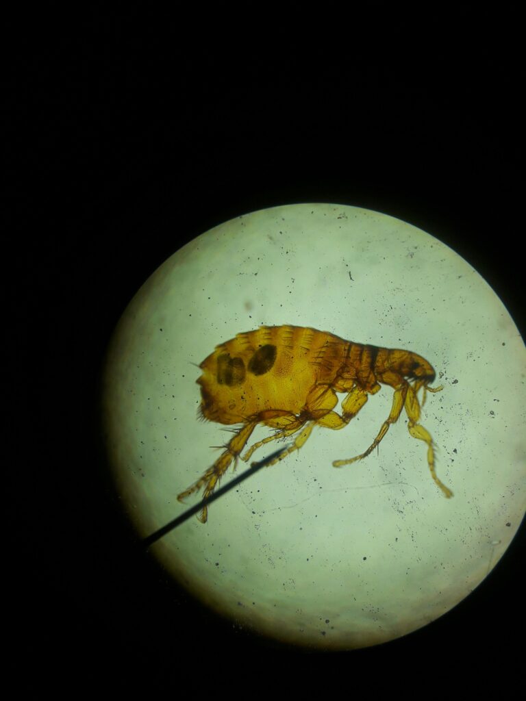 Flea Treatment Preparation